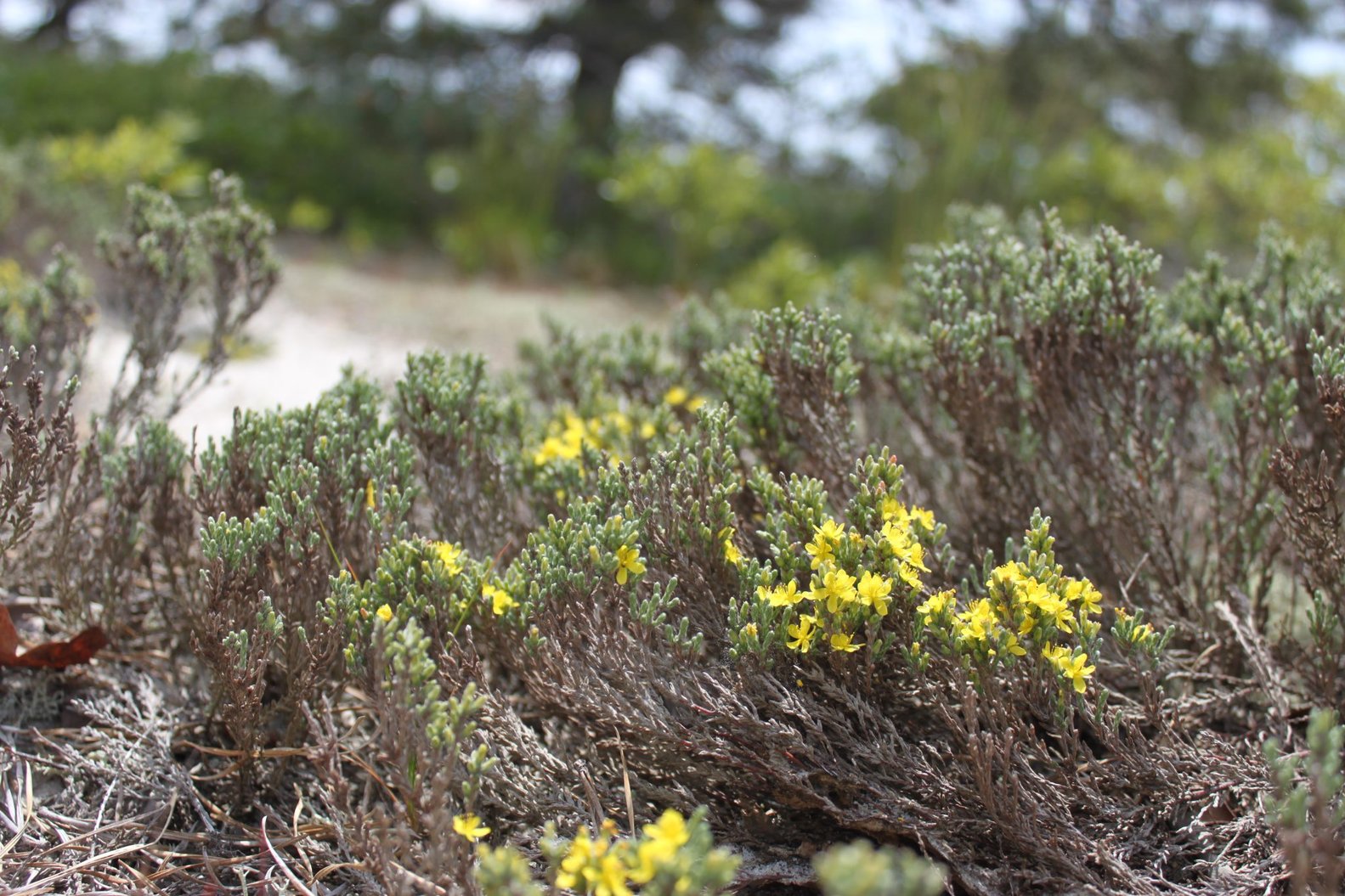 Woolly Heather _ Cholakis.jpg