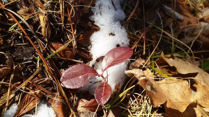 Wintergreen-762721-edited.jpg
